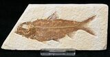 Bargain Knightia Fossil Fish - Wyoming #15634-1
